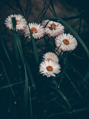 Field of wild Marguerite (Bellis perennis) daisy flowers, Camomile flowerbed, close-up. White, pink, yellow small daisy flowers and green grass in the park in springtime © Антонина Шатревич