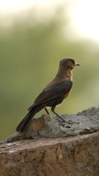 Brown Rock Chat Or Cercomela Fusca - 4k Vertical Video
