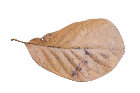 Dry brown leaf transparent background Element