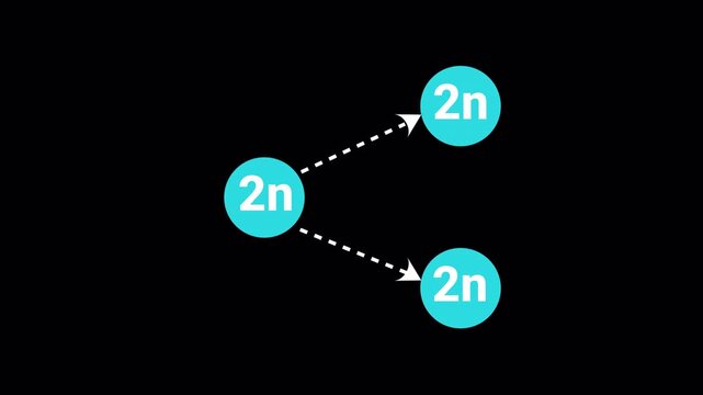 Educational diagram of mitosis cell division showing diploid 2n cell replication. Infographic of a 2n circle splitting into two identical 2n circles with dashed arrows on transparent background. 4k