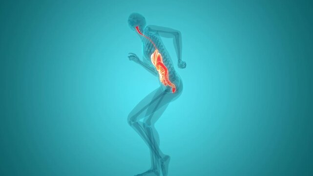 Human Digestive System Anatomy Animation Concept