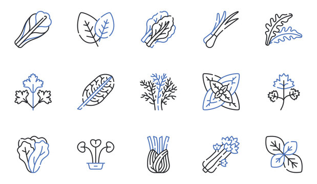 Green Vegetables, Parsley, Dill, Green Onion, Spinach, Lettuce, Arugula, Basil and Celery Line Icons Set Editable Stroke Vector Illustration