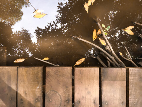 A high angle shot looking down from a wooden boardwalk onto murky water with fallen leaves and reflections of trees