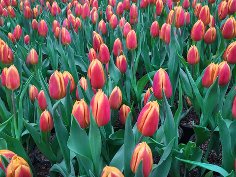 A vibrant field of orange and pink tulips blooming with sharp green leaves