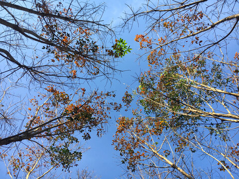 A low-angle shot looking up at the canopy of autumn trees with orange and green leaves against a clear blue sky.