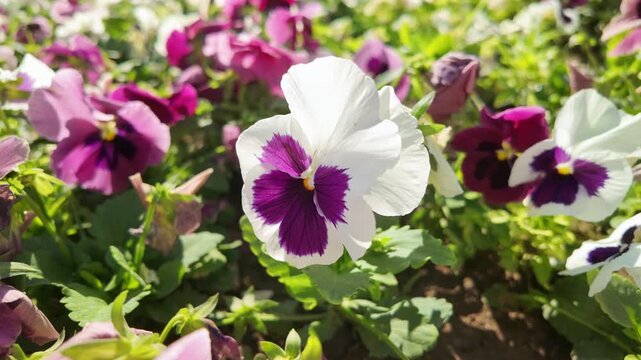 Close-up of purple and white bicolor pansy viola flowers blooming in sunny Antalya garden bed.