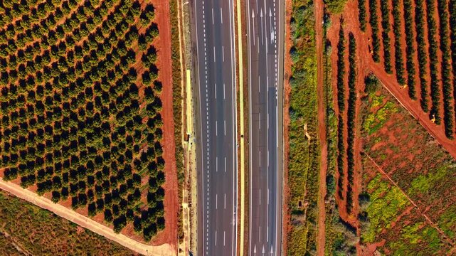 Aerial top down view of highway through agricultural citrus plantations. Top down drone shot of multi lane highway splitting vibrant green orange orchards on bright terracotta soil