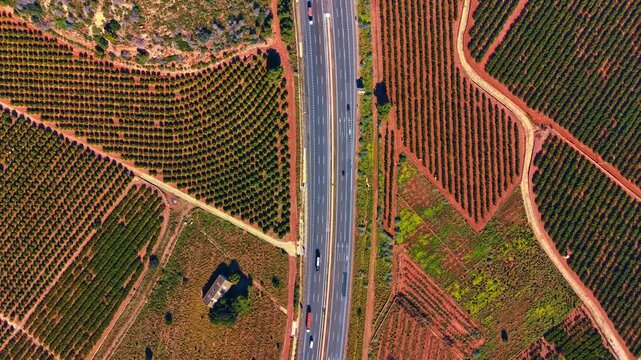Top view of highway route dividing patterned red soil plantations. Symmetrical aerial drone shot of interstate road with vehicles passing through geometric orange tree rows