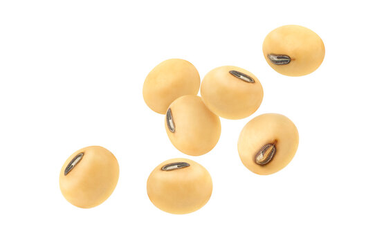 Soybeans seeds isolated on white background.