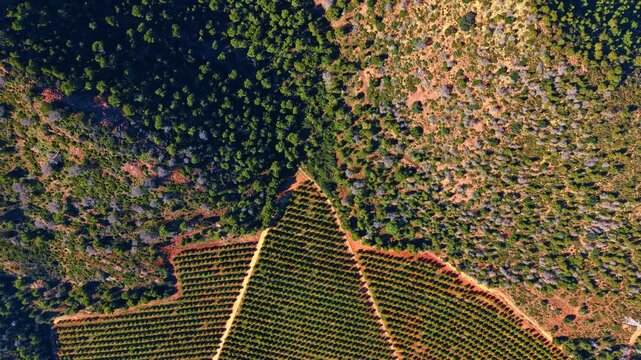 Aerial top view of structured agricultural plantation and green forest. Top down view of geometric citrus orchard rows meeting natural dense forest on terracotta soil.