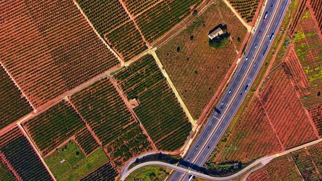 Diagonal high angle view of highway running through terracotta orchards. Drone perspective of multi lane motorway with cars passing between vibrant green plantation rows on red earth