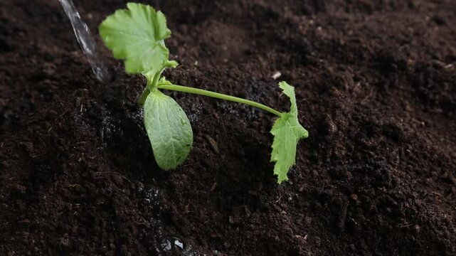 Green seedling plant with round leaves sits in dark moist soil while water stream falls steadily from above, soaking leaves and earth, water droplets visible on foliage.
