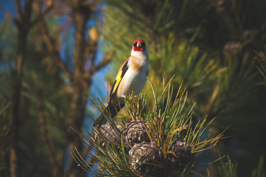 goldfinch, carduelis carduelis, perched on a swiss stone pine with a lot of cones, at a sunny spring day