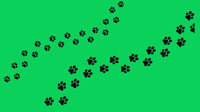 Animated paw print footsteps trail on green screen, Animal paw walking animation chroma key 4K loop, Paw footprint motion graphic green screen overlay