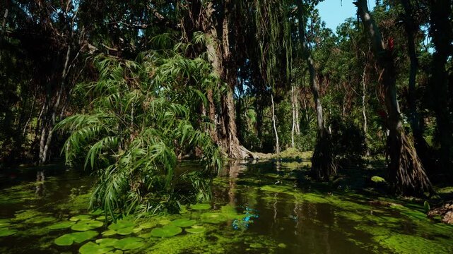 Shaded rainforest pool with towering cypress and emerald algae, retreat scene imagined for meditation and silence, hanging roots and filtered light create