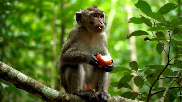 A primate sits on a branch eating a red fruit. Foliage and a blurred background