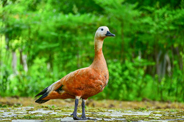 Fototapeta premium Chinese Wild Wild Duck