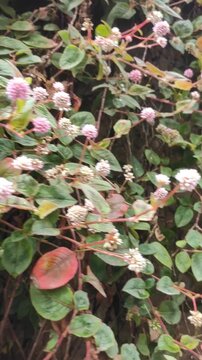 Pink knotweed flowers growing vertically on a fence wall. Persicaria capitata or pinkhead smartweed trailing vine in a lush green garden. Beautiful nature background