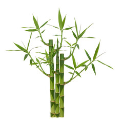 Obraz premium Green bamboo plant with fresh leaves growing upright