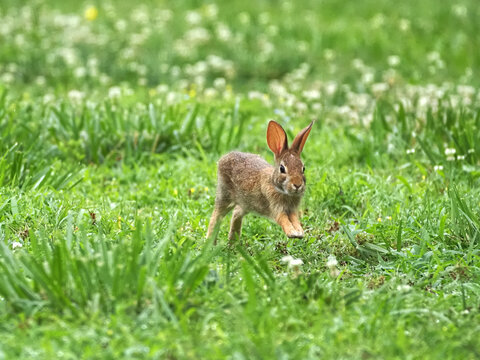 Cute baby bunny cottontail running in a grass field. 