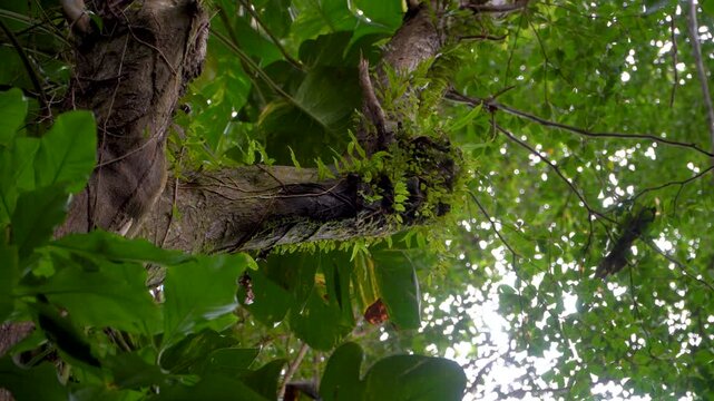 Tropical Rainforest Landscapes in El Yunque National Forest Puerto Rico