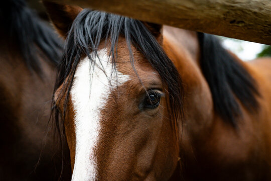 caballo