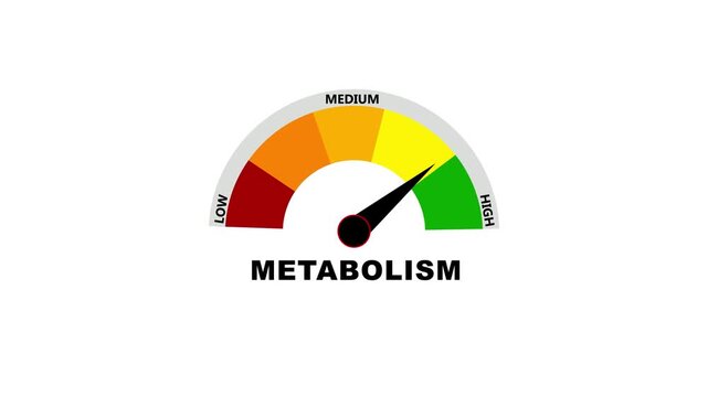 Metabolism Level Measuring animation.Metabolism level meter moving from high level to normal level on a transparent background.