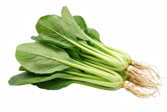 Fresh Green Chinese Cabbage with Roots