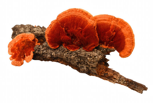 Vibrant orange cinnabar bracket fungi growing on a weathered wooden branch