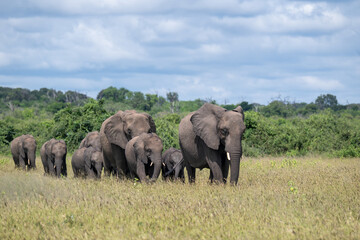 Obraz premium A herd of African elephants in a field near the Chobe River, Botswana.