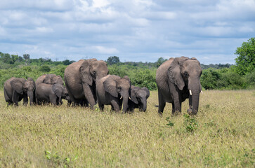 Obraz premium A herd of African elephants in a field near the Chobe River, Botswana.