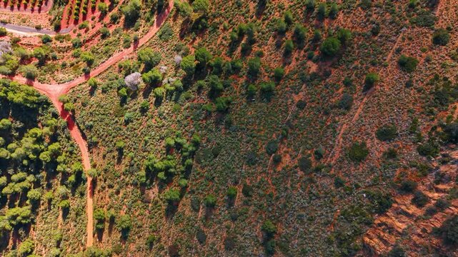 Aerial view of orange orchard and red soil forest. Top view of agricultural orange fields and green trees on bright red terracotta soil in Spain.