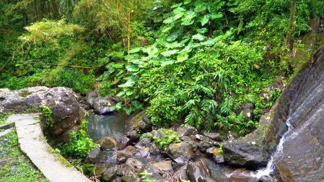 Tropical Rainforest Landscapes in El Yunque National Forest Puerto Rico