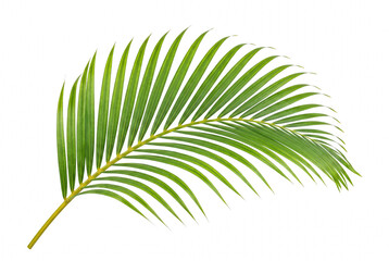 Vibrant Green Tropical Palm Frond Isolated on Dark Space © Atreyee