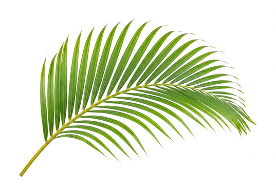 Vibrant Green Tropical Palm Frond Isolated on Dark Space