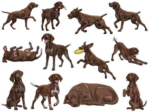 German Shorthaired Pointer dog 12 profile poses bundle illustration