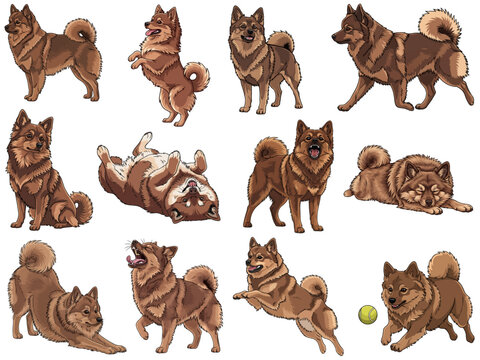 German Spitz dog 12 profile poses bundle vector illustration