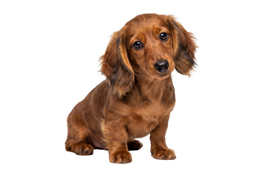Long haired dachshund puppy portrait on transparent background