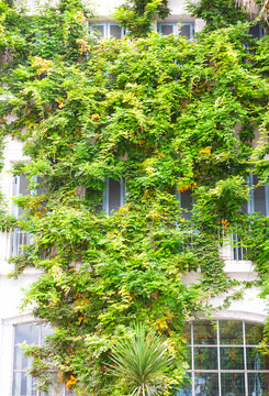 Greenery vines transforms urban house facade