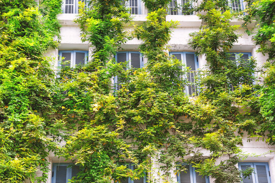 Greenery vines transforms urban house facade