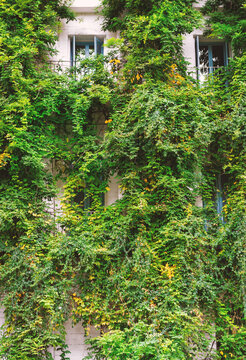 Greenery vines transforms urban house facade