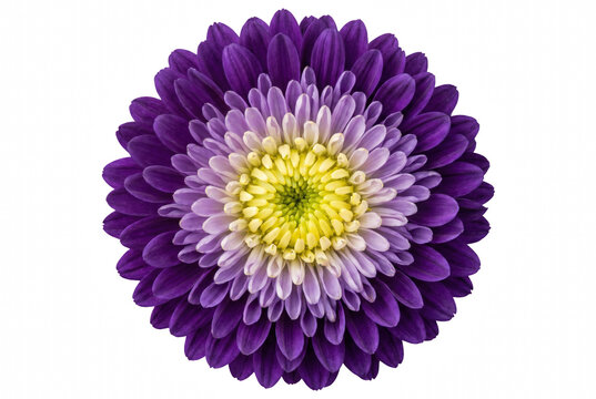 Vibrant symmetrical purple flower with yellow center