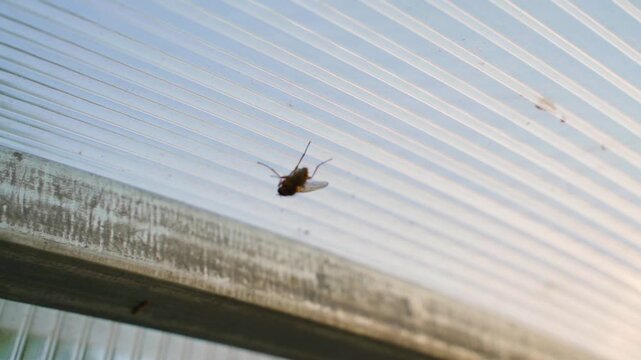 Fly crawling on polycarbonate greenhouse roof close-up