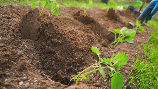 Placing physalis seedling into prepared hole in garden bed close-up