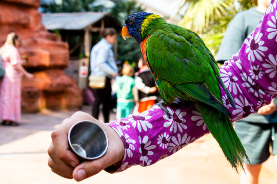 Green and blue Lori Macaw