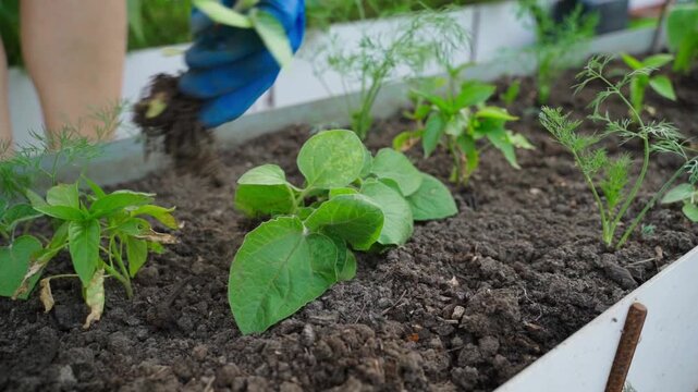 Female hand in blue rubber glove holding young physalis seedlings