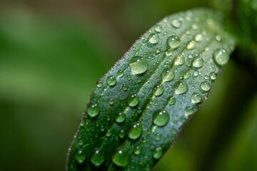 Wet green leaf covered with morning dew drops © Dmitry