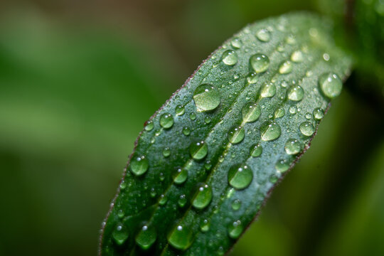 Wet green leaf covered with morning dew drops