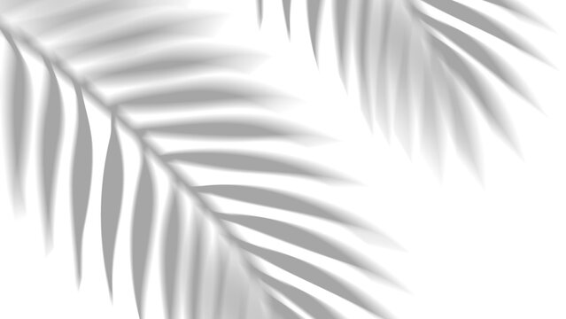 Overlay shadow effect of realistic tropical palm leaves on transparent background. Black and white coconut leaf blur shadow overlay summer decorative element design. Vector illustration.