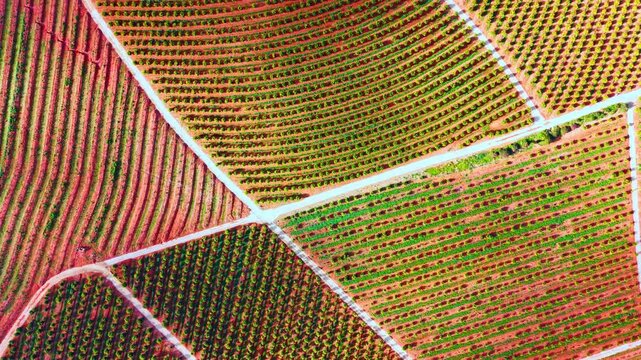 Top down view of patterned agricultural orange tree plantation. High angle drone perspective showing geometric sections of a vibrant green citrus orchard planted in red clay soil.